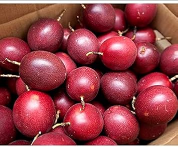 Passiflora Edulis Passion Fruit Seeds for Planting- Marron Red for Tropical Gardens